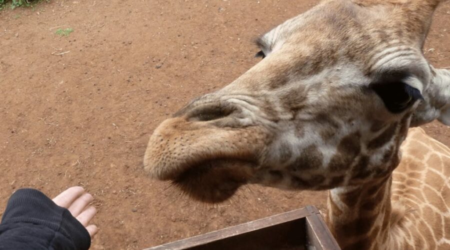 Giraffe Centre Nairobi