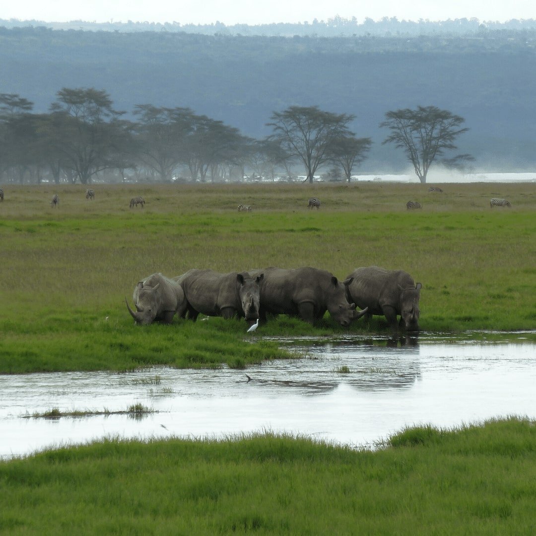 Spitzmaulnashörner im Lake Nakuru Nationalpark