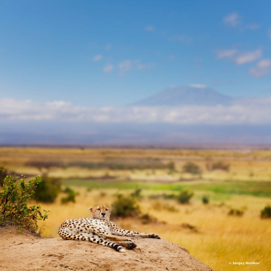 Amboseli mit Kilimanjaro und Gepard
