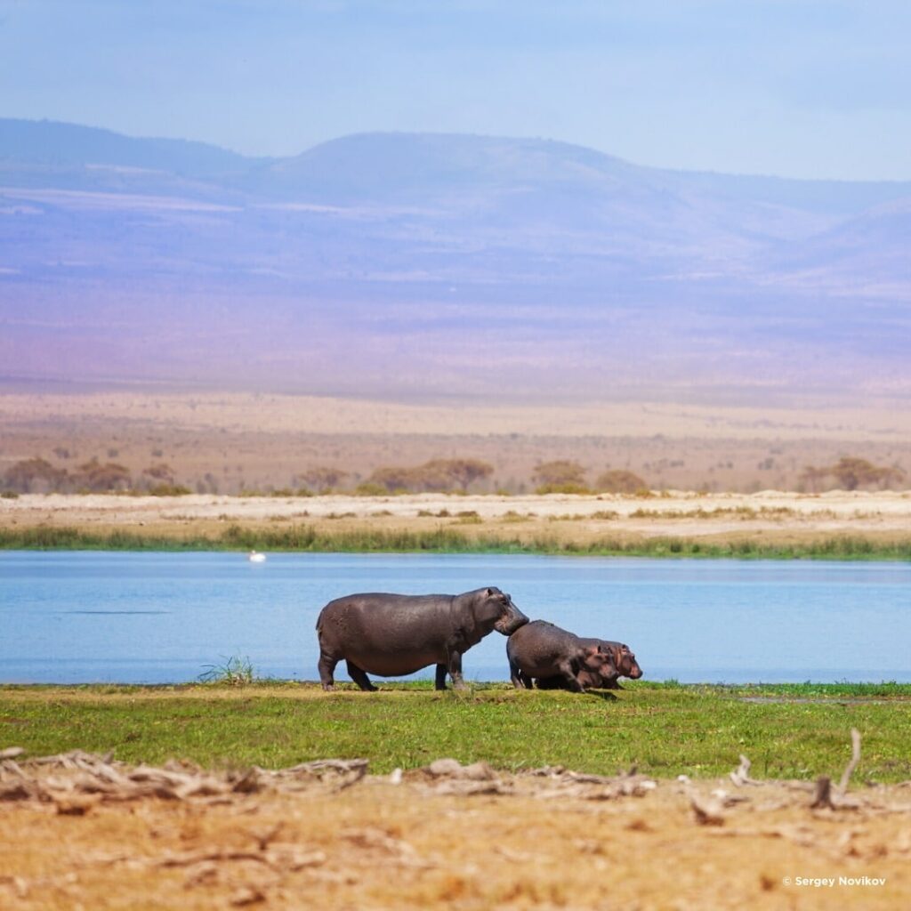 Amboseli Nationalpark Hippos