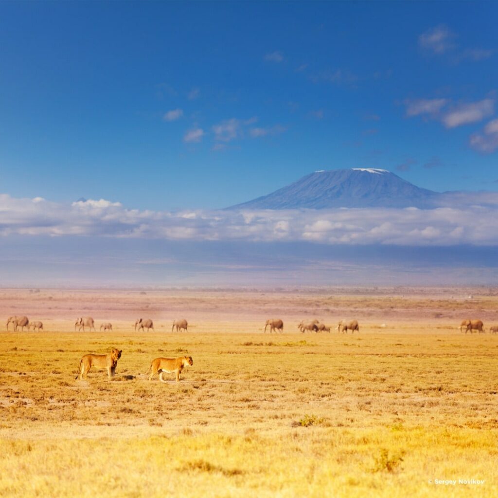 Kilimanjaro und Löwen