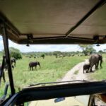 Elefantenherden vor dem Safari-Truck im Tarangire Nationalpark