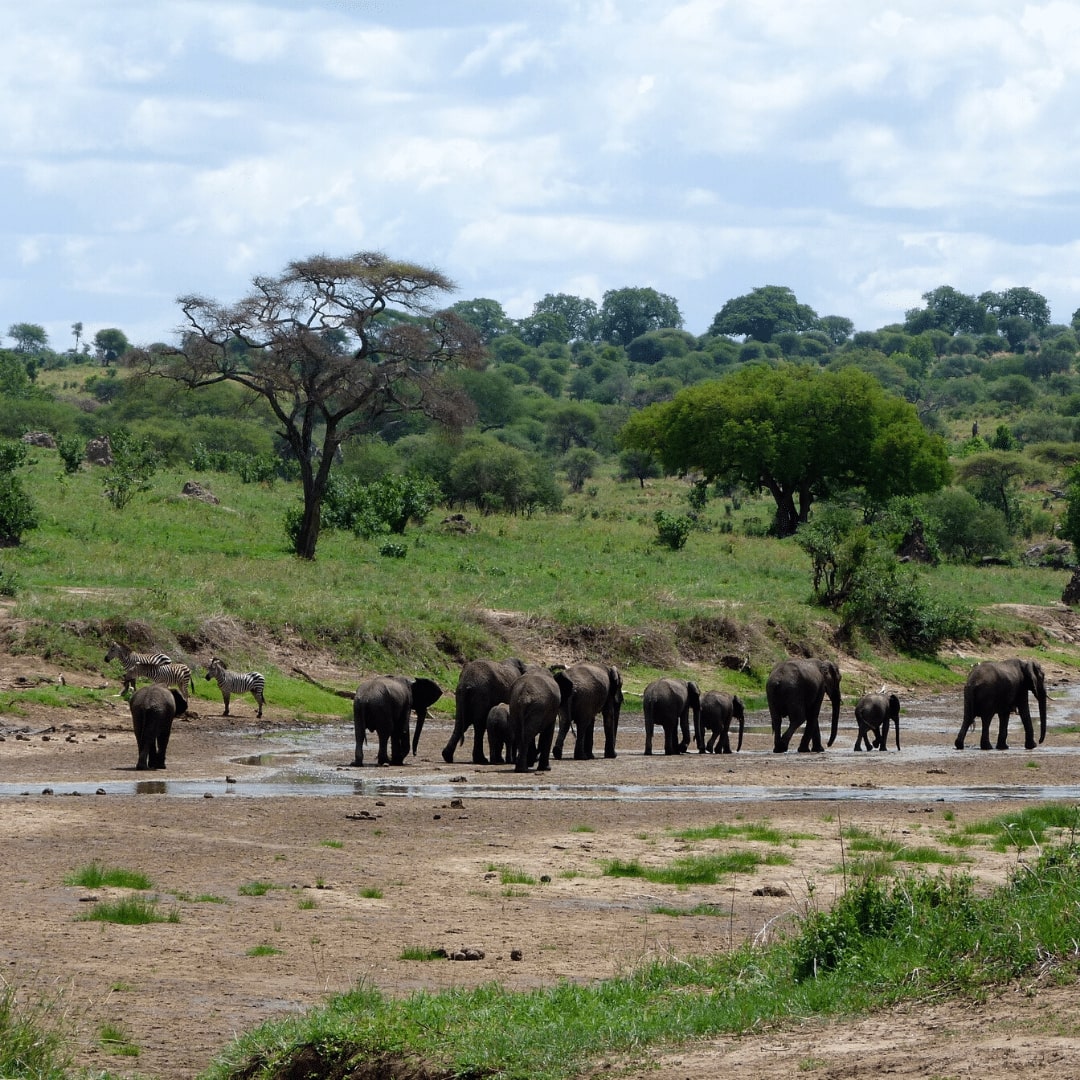 Tarangire Fluss Elefanten