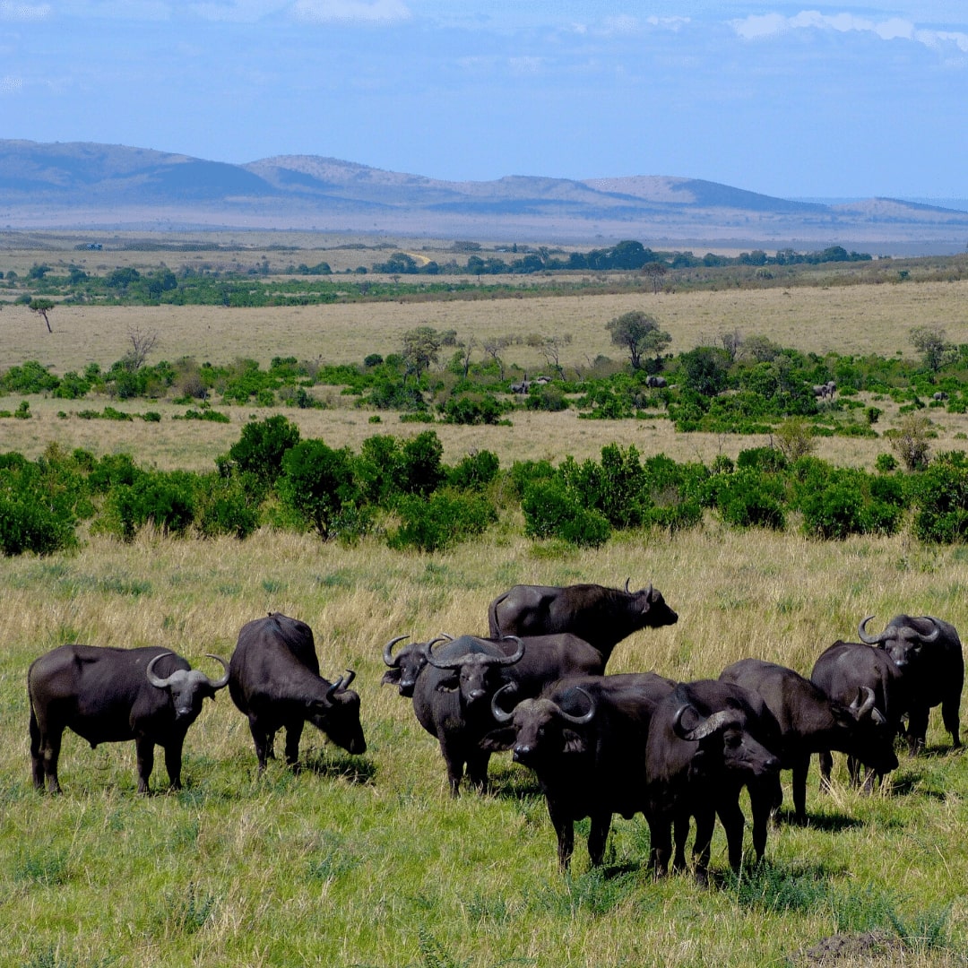 Masai Mara Büffelherde