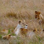 Löwenrudel in der Maasai Mara