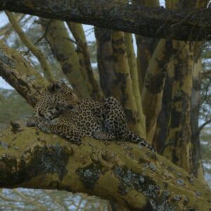Nakuru Leopard