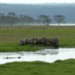 Spitzmaulnashörner im Nakuru Nationalpark