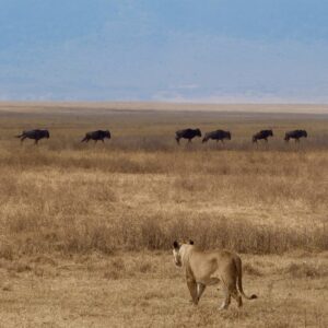 Ngorongoro Krater Löwin