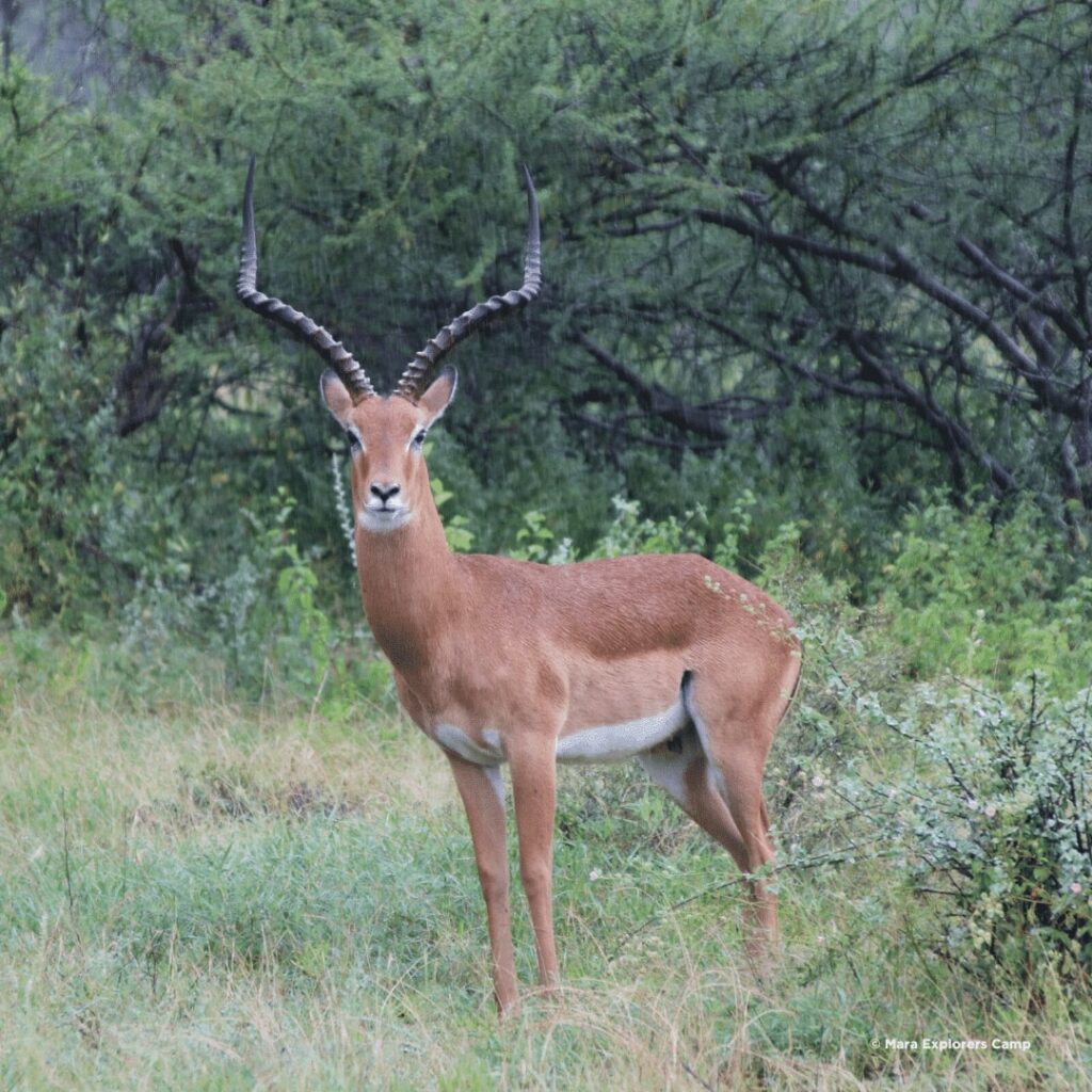 Saburu National Reserve
