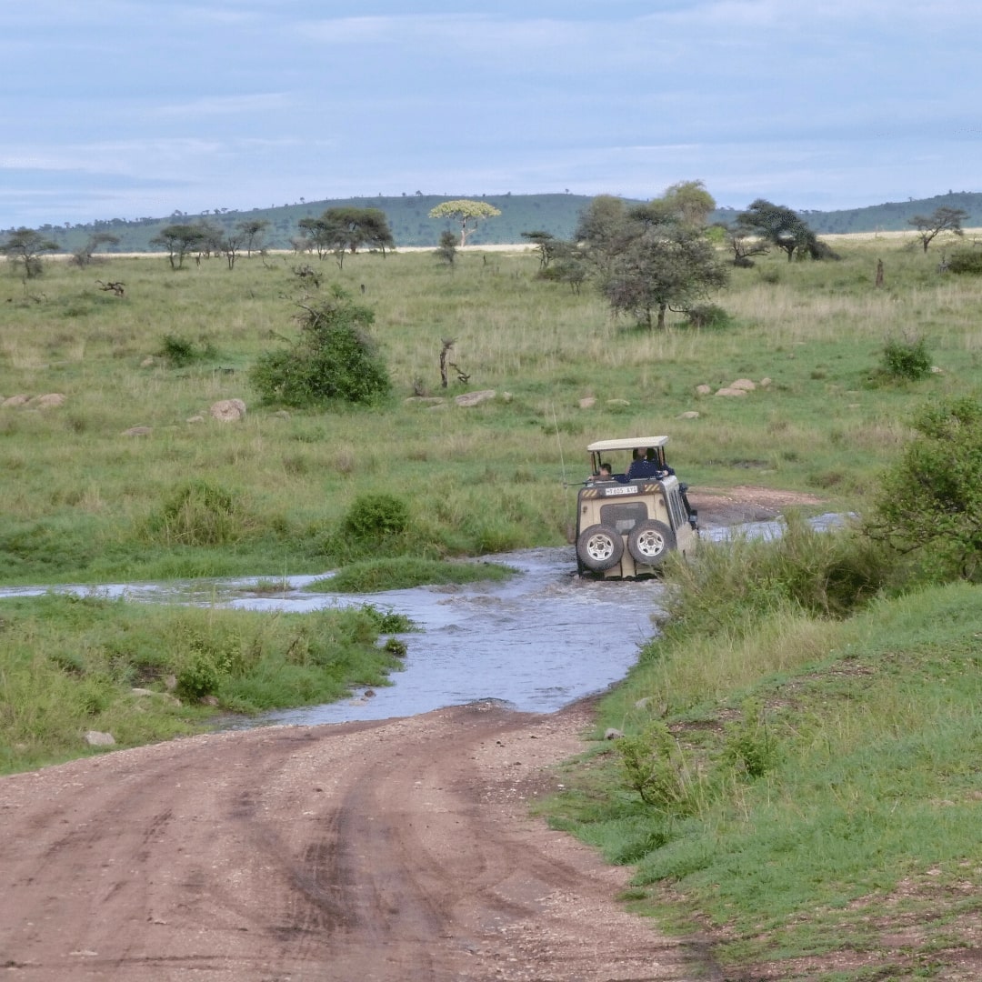 Serengeti Pirschfahrt