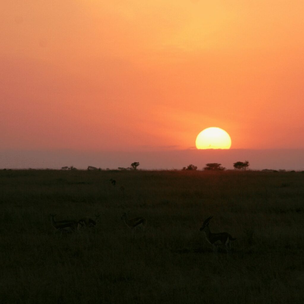Serengeti Sonnenuntergang