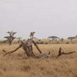 Gepard in Serengeti