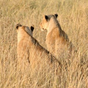 Serengeti Löwinnen