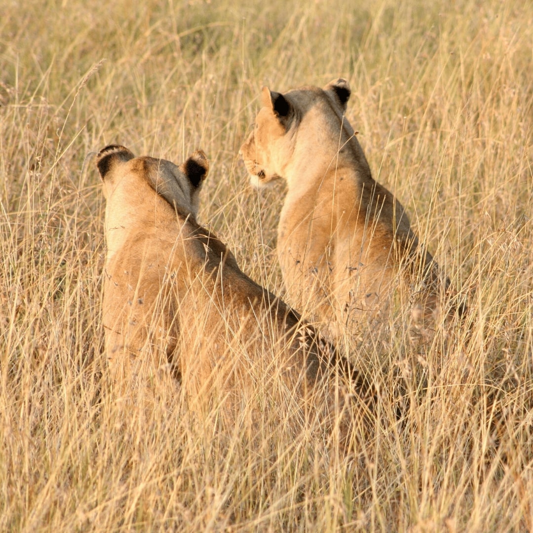 Serengeti Löwinnen