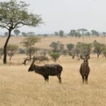 Serengeti Wasserbüffel