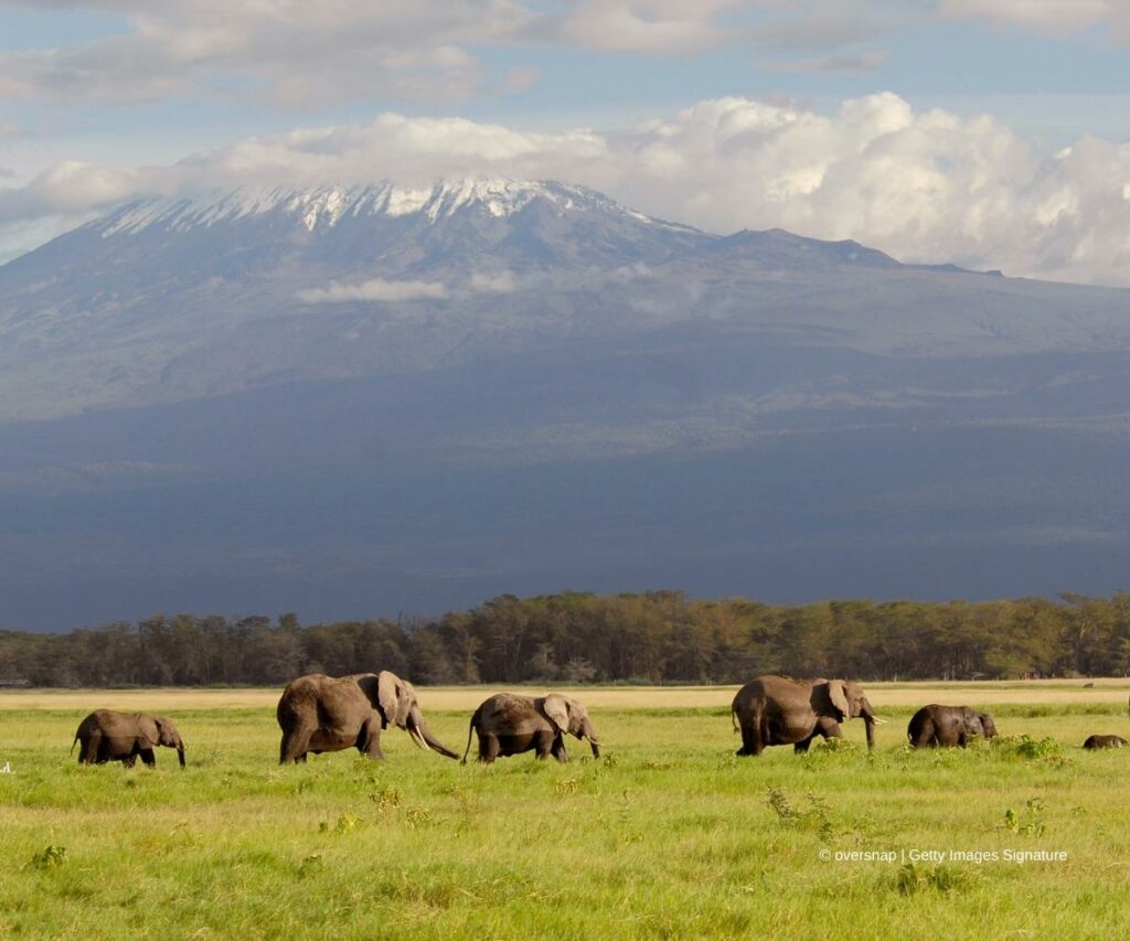 Elefanten vor dem Kilimanjaro im Amboseli Nationalpark