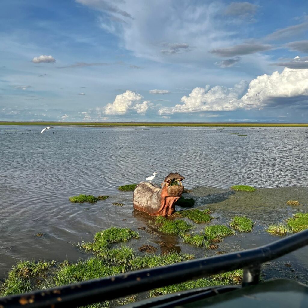 Lake Amboseli Flusspferd