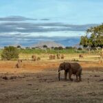 Elefantenherde im Tsavo Ost