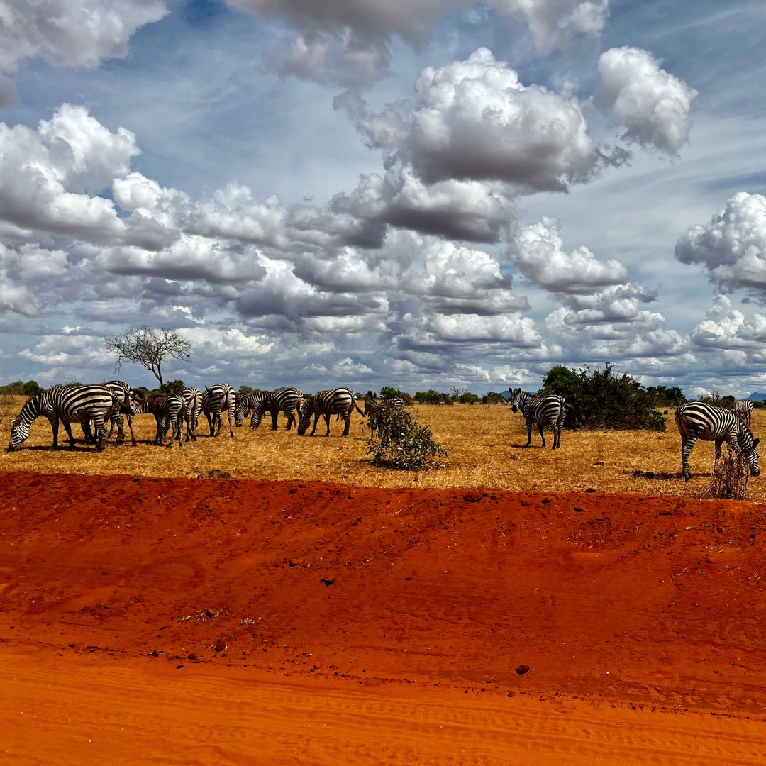 Zebras im Tsavo Ost Nationalpark