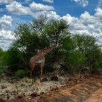Giraffe im Tsavo West