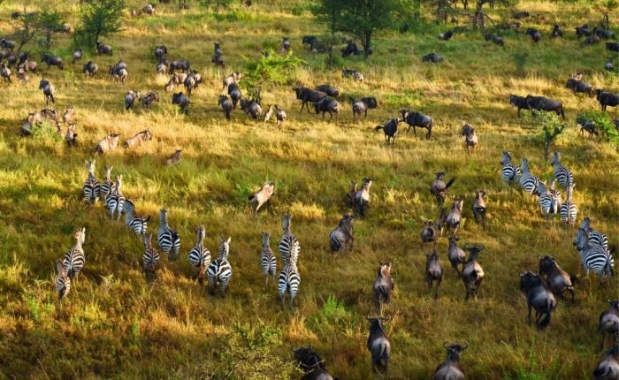 Serengeti Tierwanderung