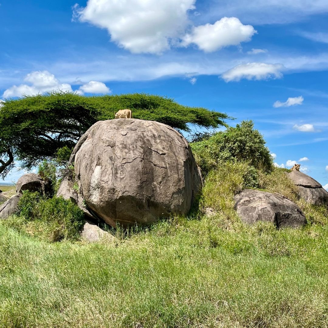Löwinnen auf Felsen in der Serengeti